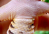 Female
Hembra