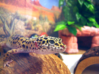 Leo in its vivarium
Leo en su terrarium