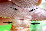Male (Femoral Pores and Hemipenal bulges)
Macho